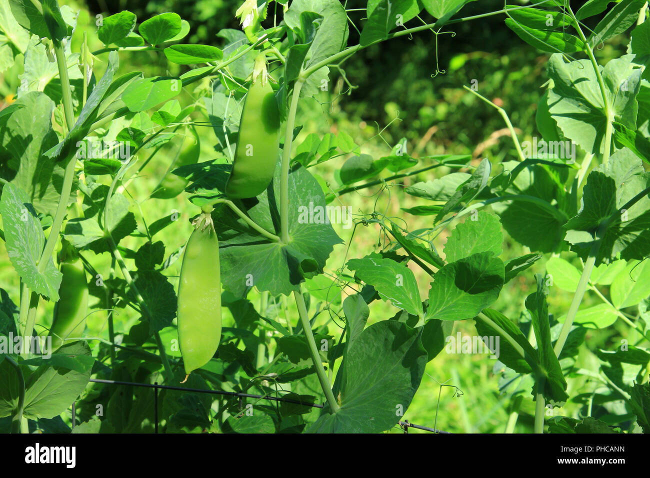 Snow pea, green pea (Pisum sativum Stock Photo Alamy