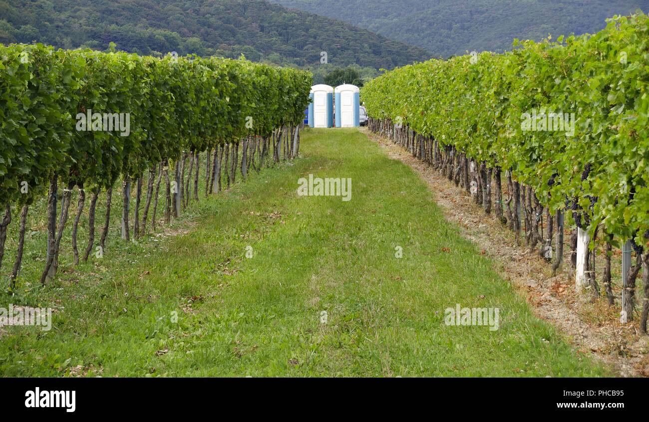 portable toilets in a vineyard Stock Photo
