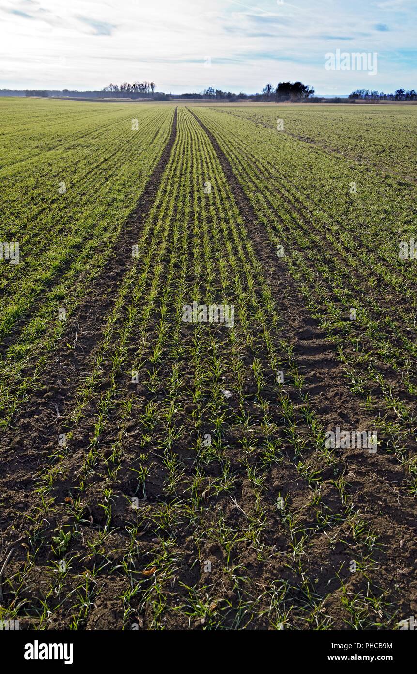 field with young green corn plants Stock Photo - Alamy