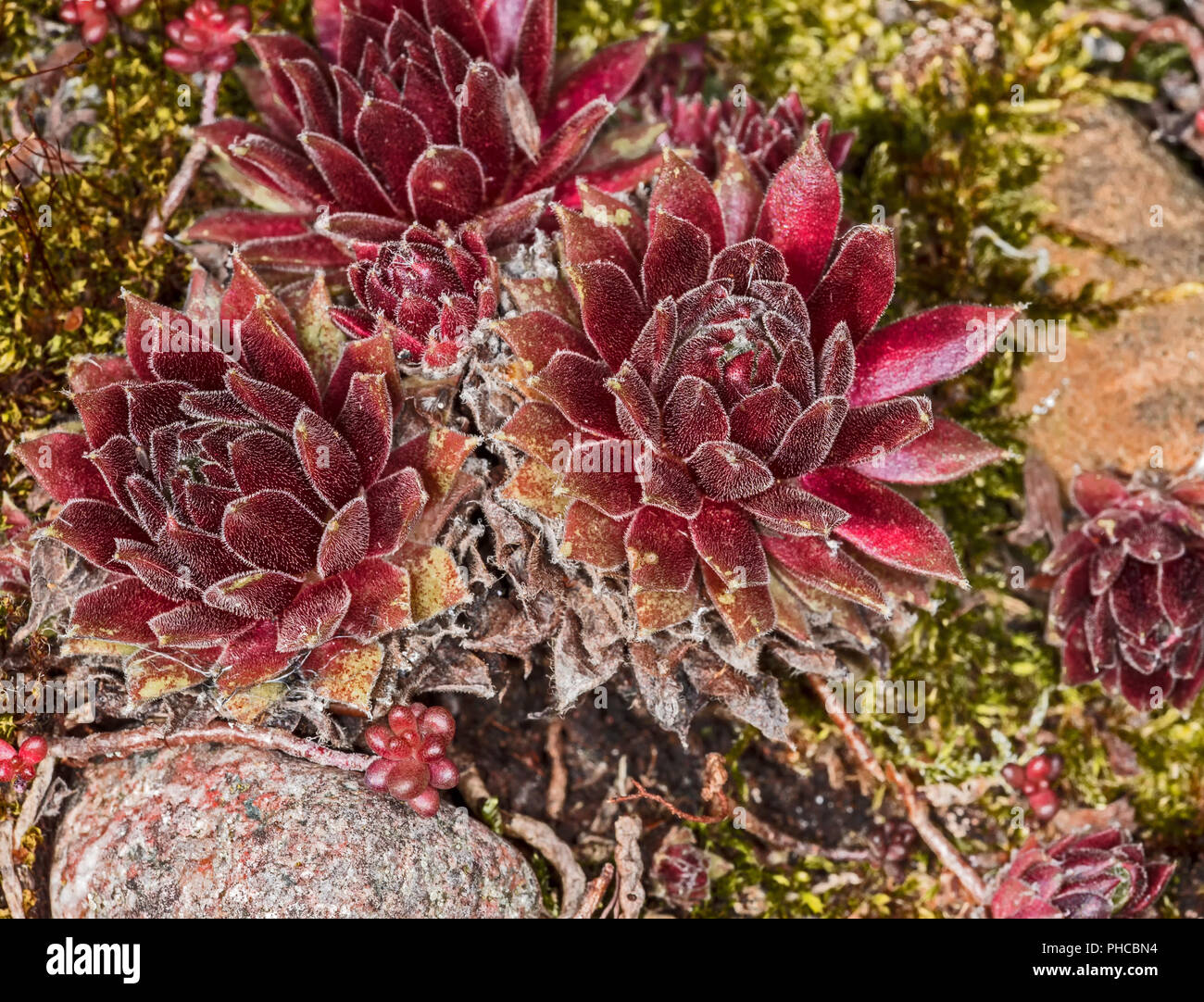 Stone Garden Roses Stonegarden hi-res stock photography and images - Alamy