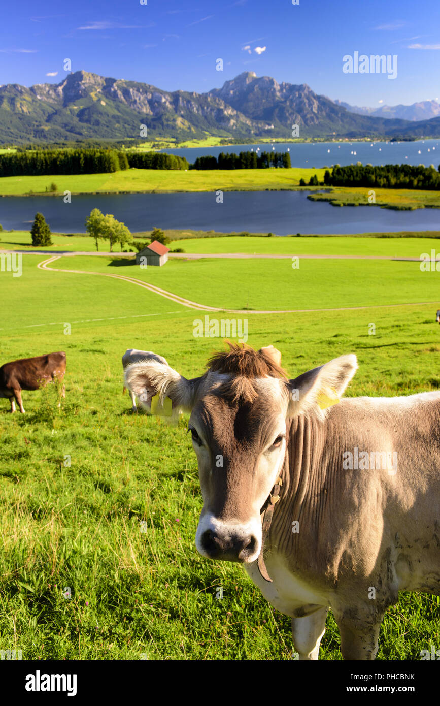 Cow spring farm germany hi-res stock photography and images - Alamy