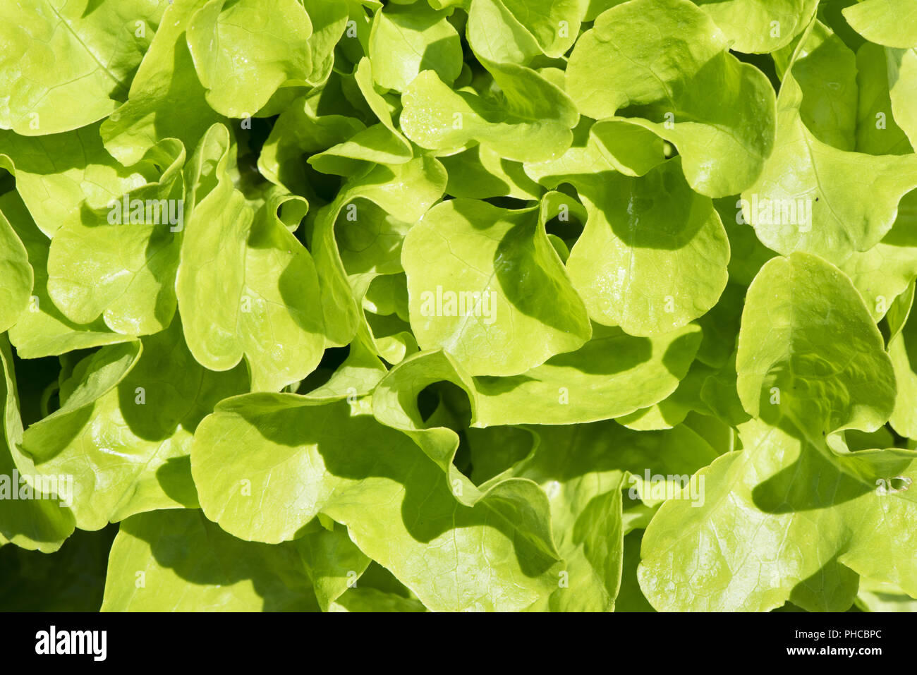 fresh green salad in detail Stock Photo