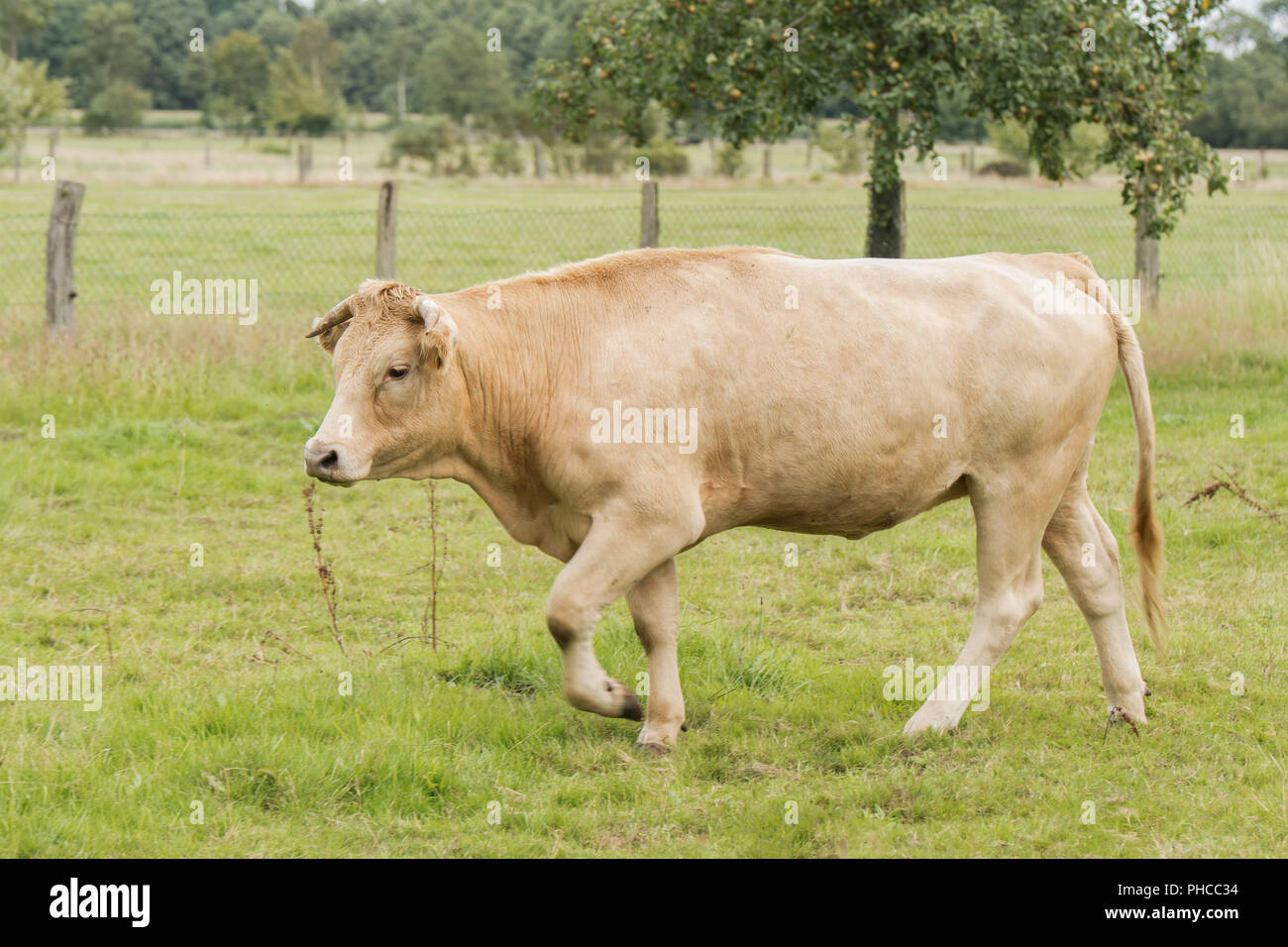 Glan Cattle High Resolution Stock Photography And Images Alamy Glan Cattle PHCC34