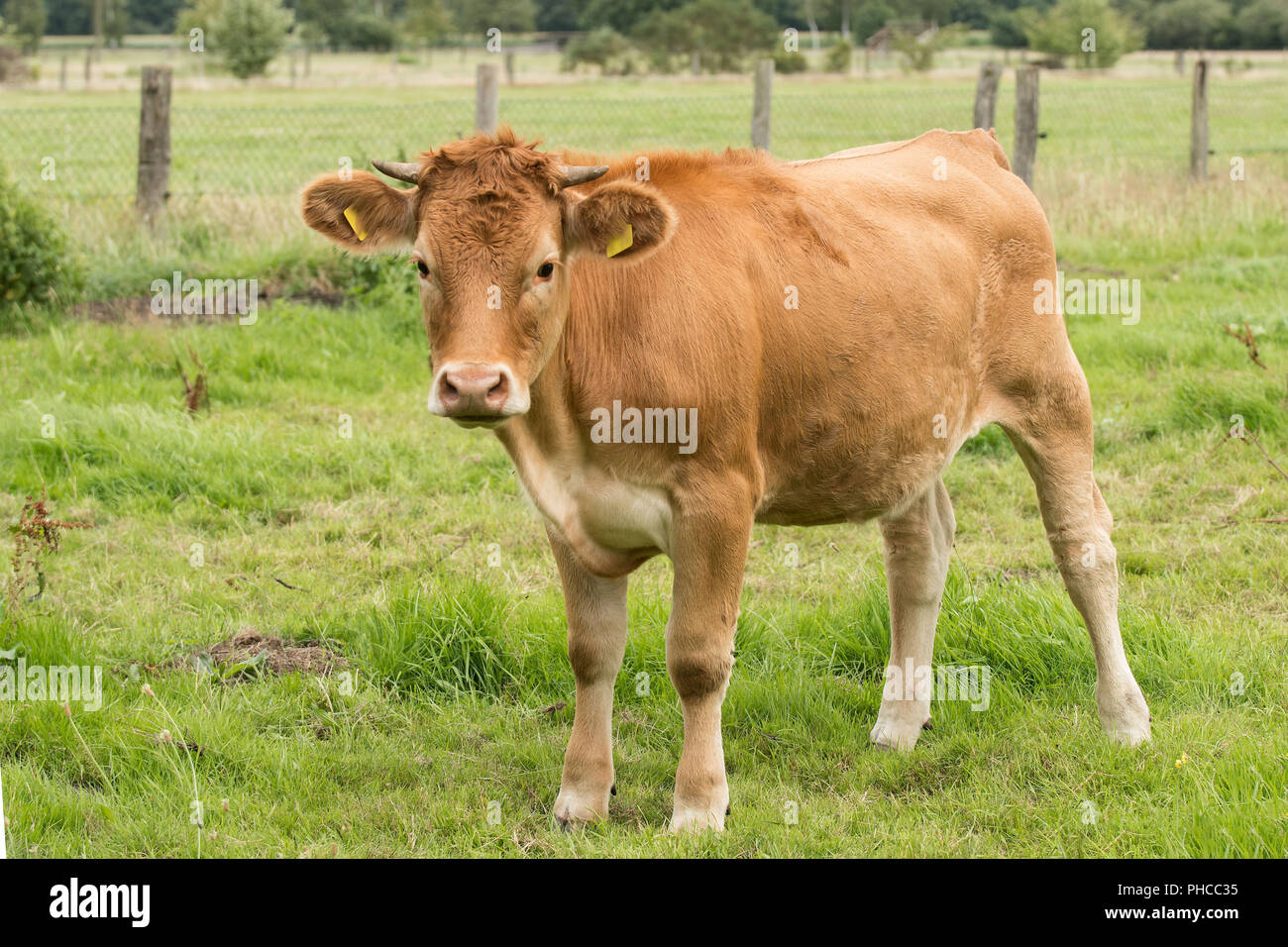 Dreinutzungsrasse Hi Res Stock Photography And Images Alamy Glan Cattle PHCC35