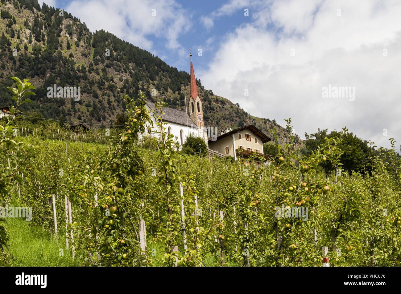 apple trees in south tyrol, italy Stock Photo