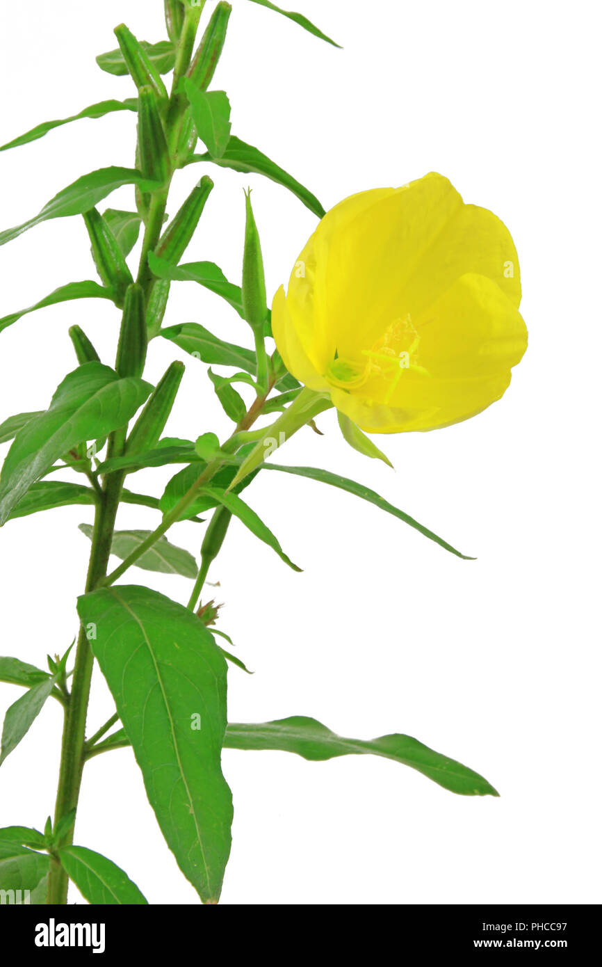 Common evening primrose (Oenothera biennis) Stock Photo