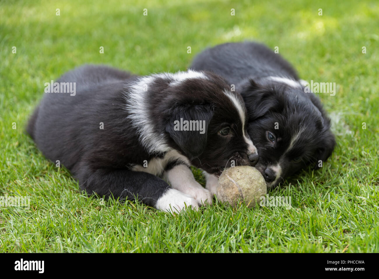 Cute puppies playing in the meadow Stock Photo