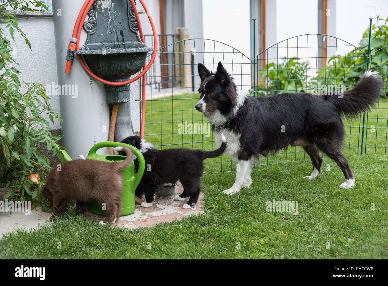 Puppies explore the garden with their mother Stock Photo