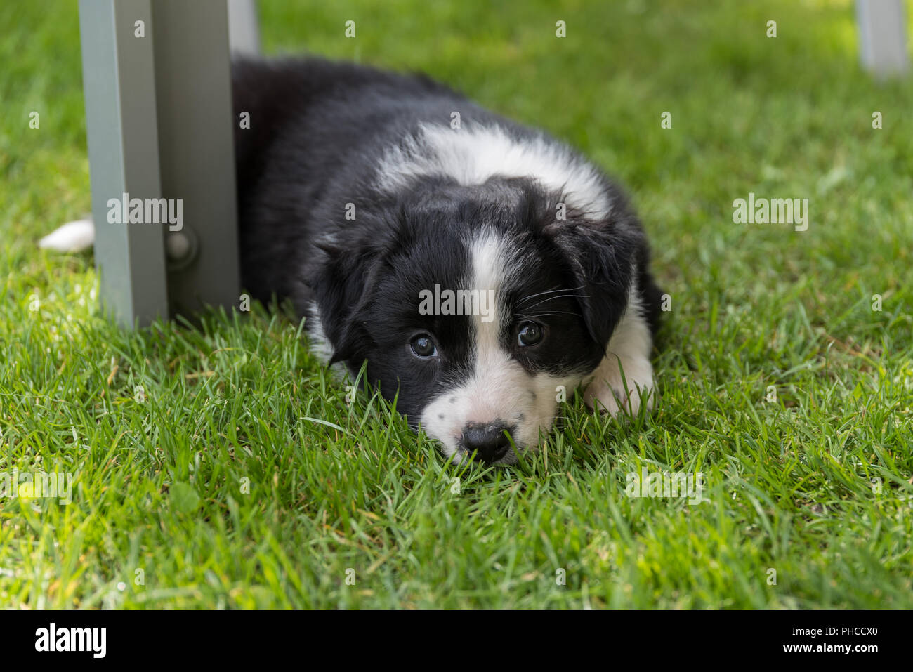 Australian Shepherd puppy is tired in the meadow Stock Photo