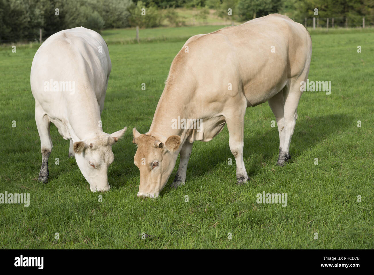 Two grazing light Jersey cows Stock Photo