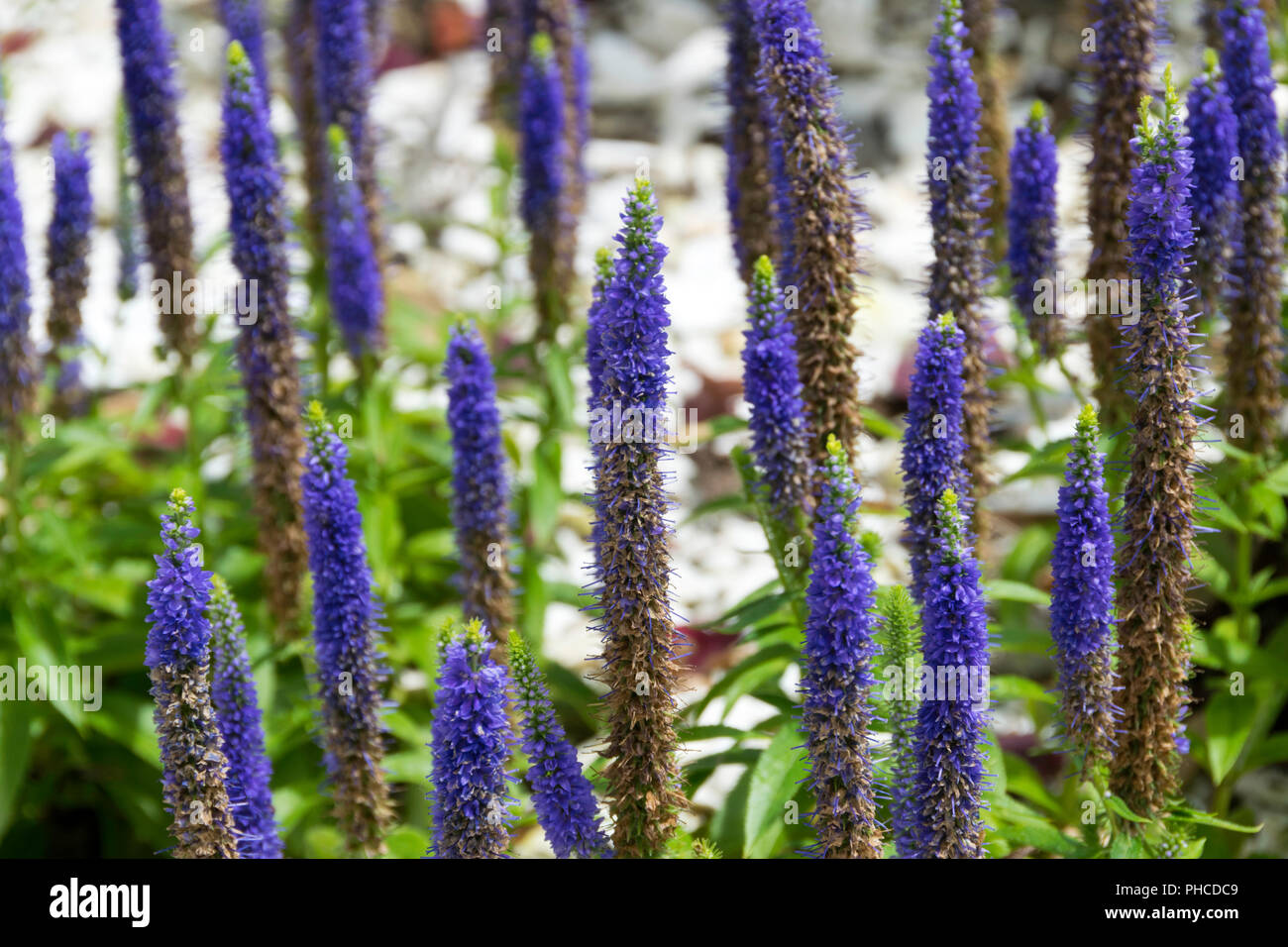 flower-beds-designed-by-atlantic-county-master-gardeners-near-aquarium