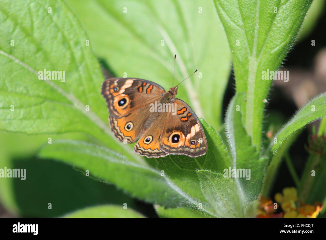 Buckeye Butterfly resting on a leaf Stock Photo