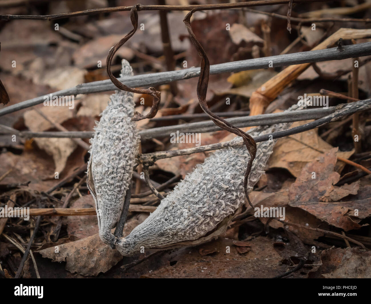 Dried Milkweed Pods Stock Photo Alamy