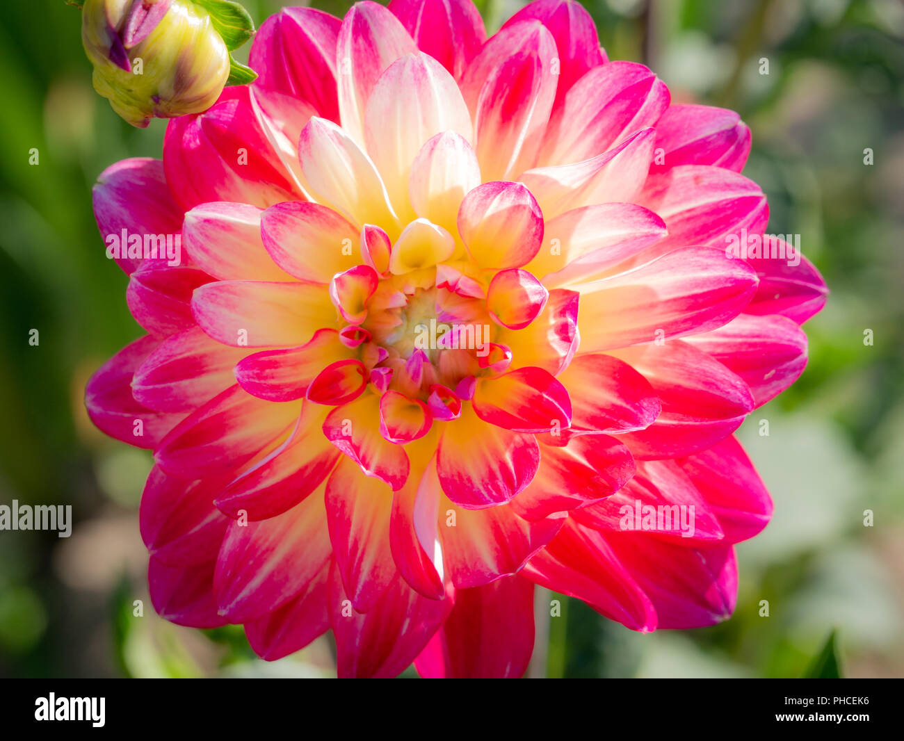 Red star dahlias hi-res stock photography and images - Alamy