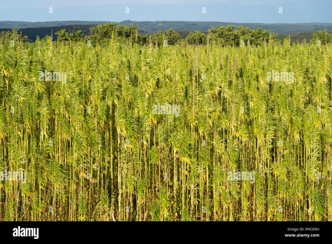 Mature industrial hemp (Cannabis Sativa) growing in Lower Austria Stock Photo