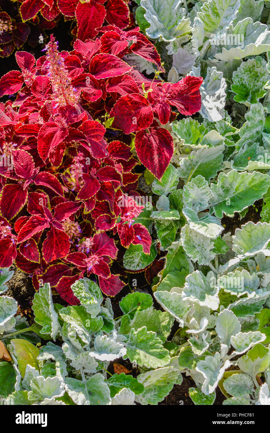 Ground Cover Floral Carpet Of Red And Green Leaves Of The Garden