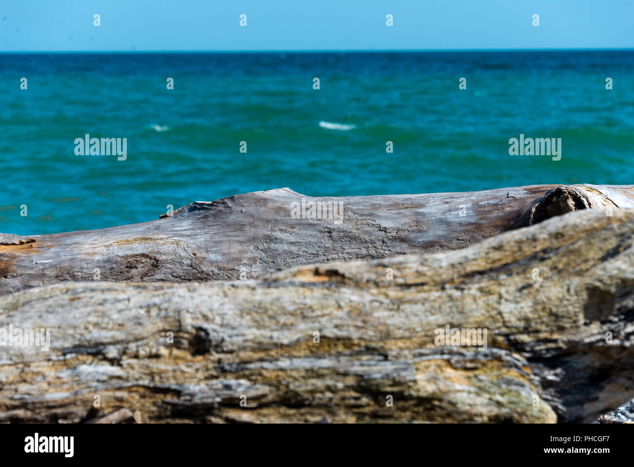 driftwood at beach Stock Photo