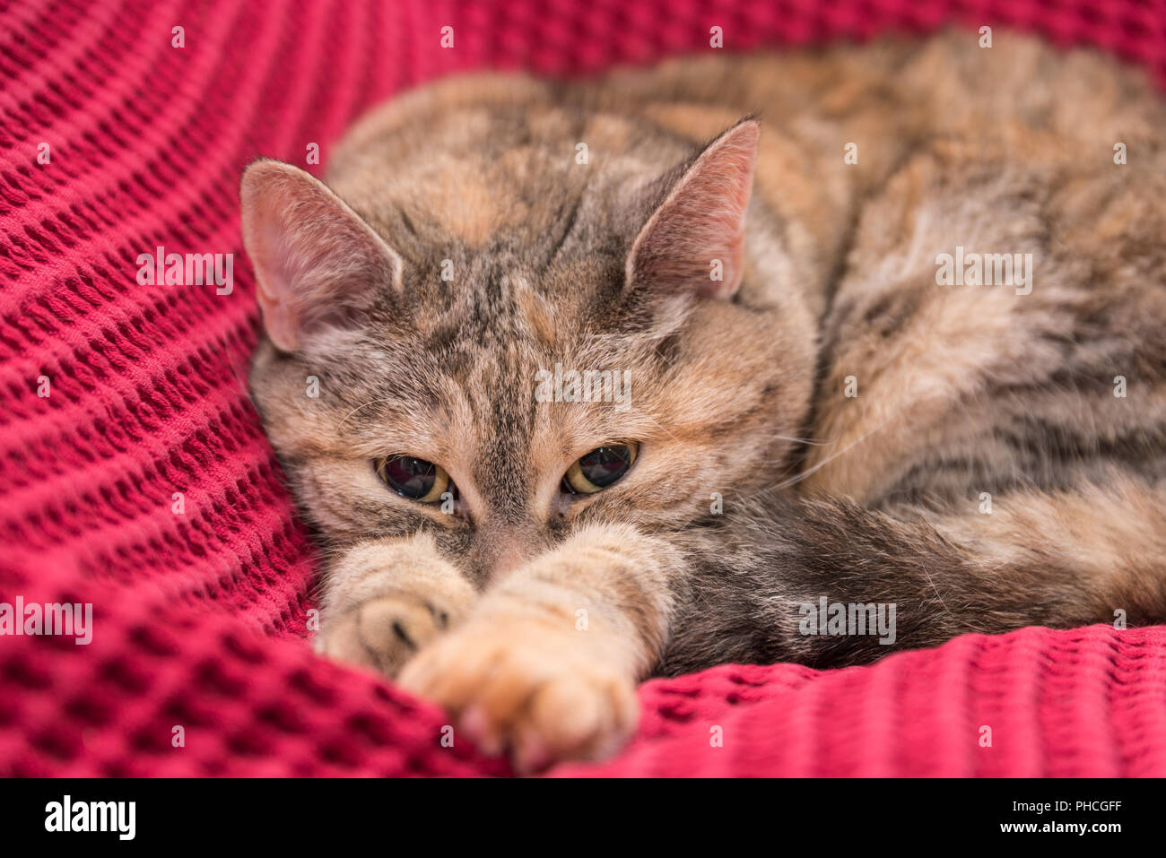 gray domestic cat lies cozy on pink blanket - close-up Stock Photo