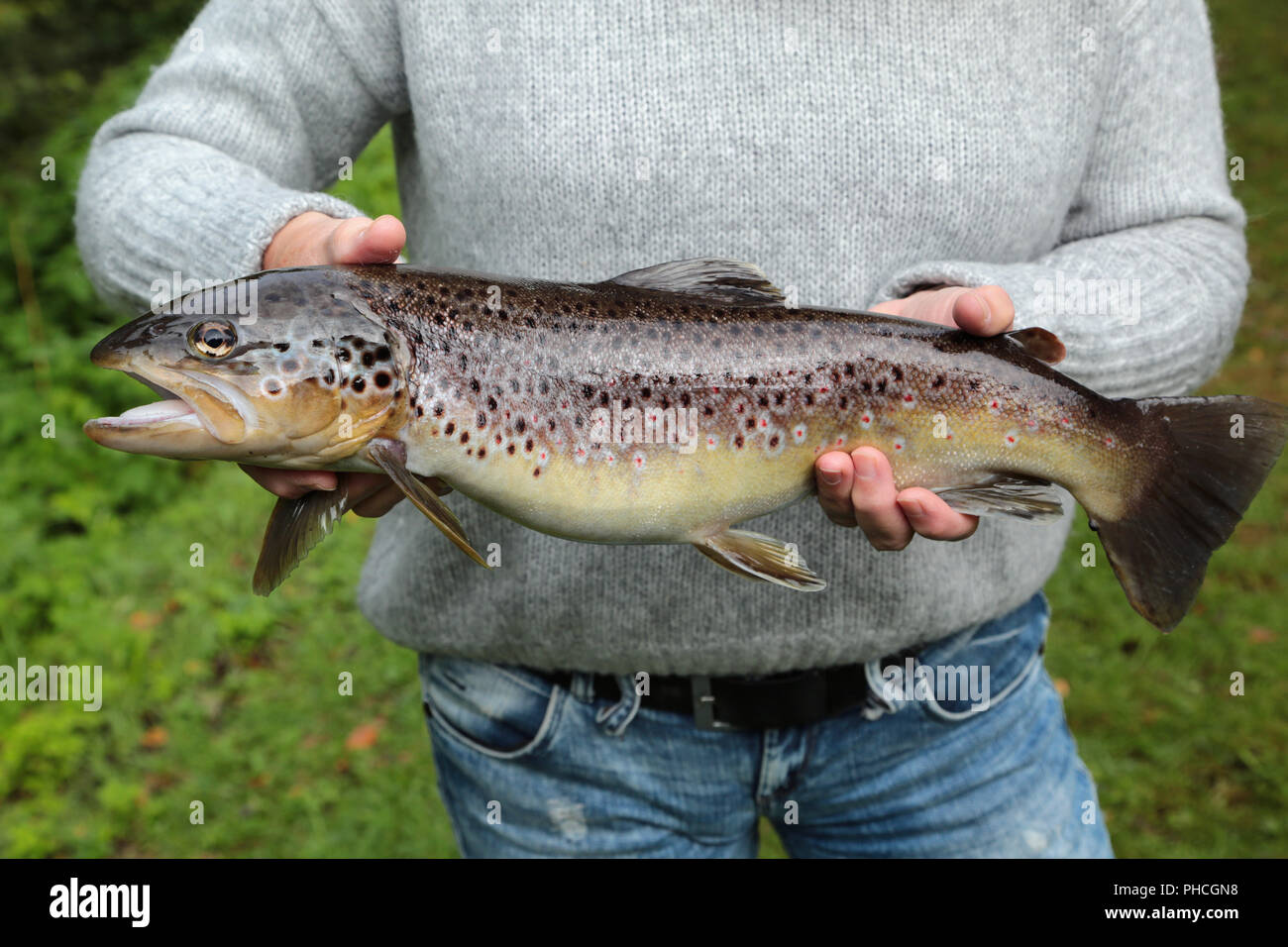 Presentation of a brown trout, Salmo trutta fario Stock Photo