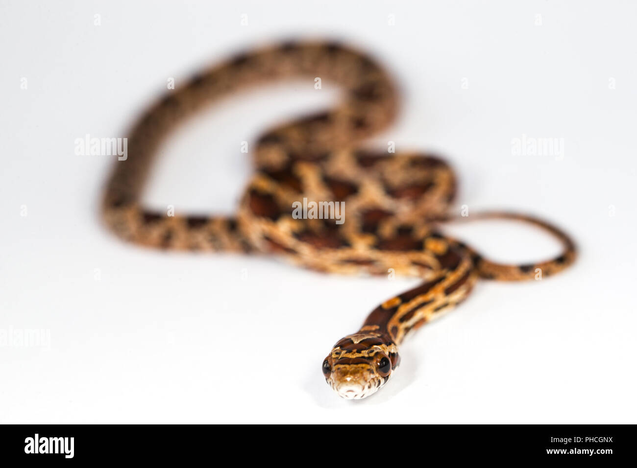young rat snake Stock Photo