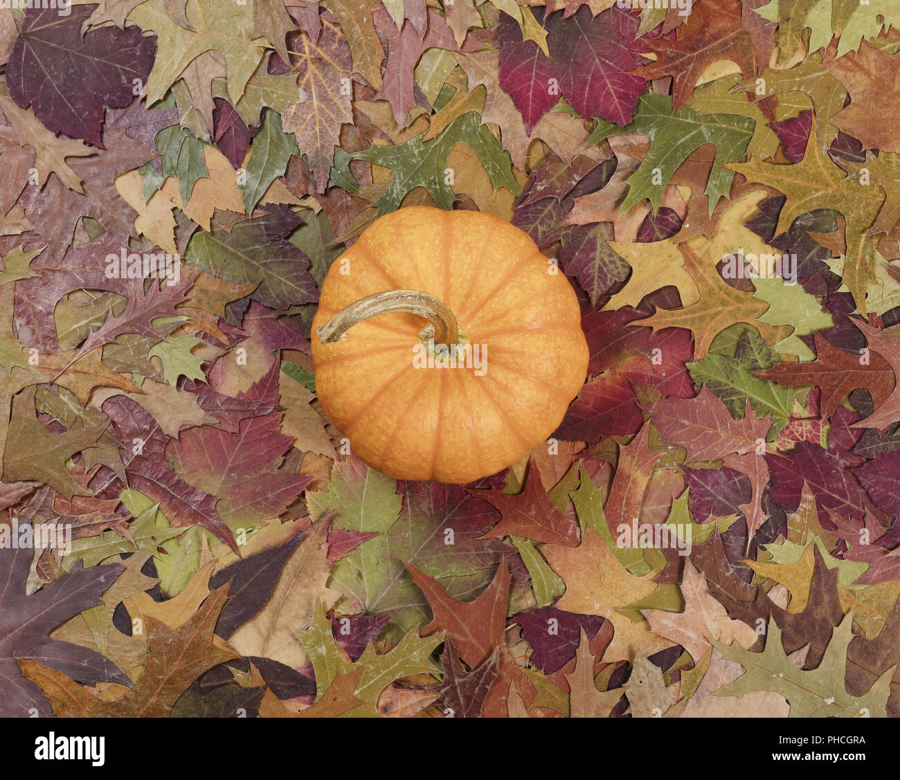Real pumpkin surrounded with fading Autumn foliage background Stock Photo