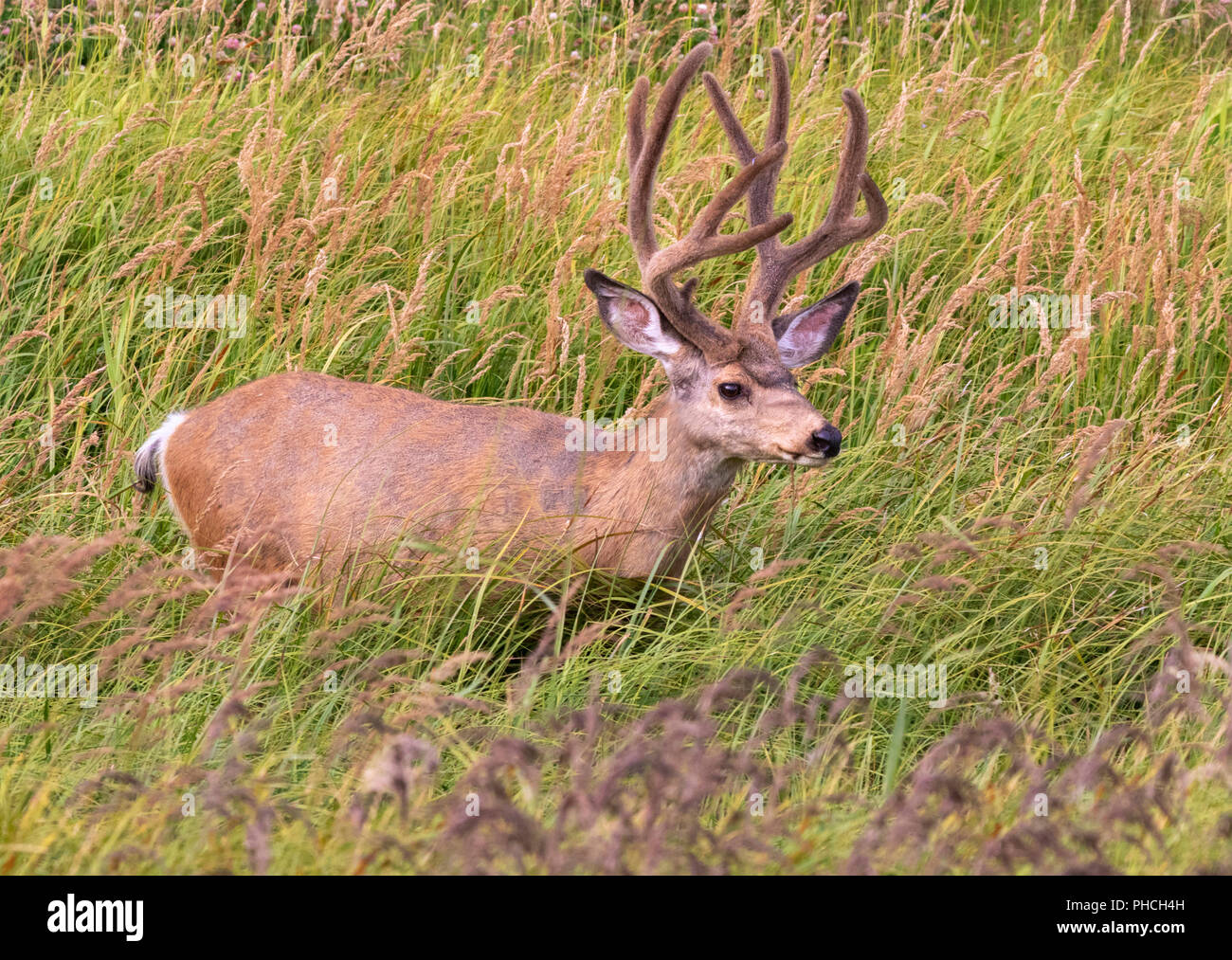 Mule deer (Odocoileus hemionus) male grazing in high grass, Yellowstone National Park, Wyoming, USA Stock Photo