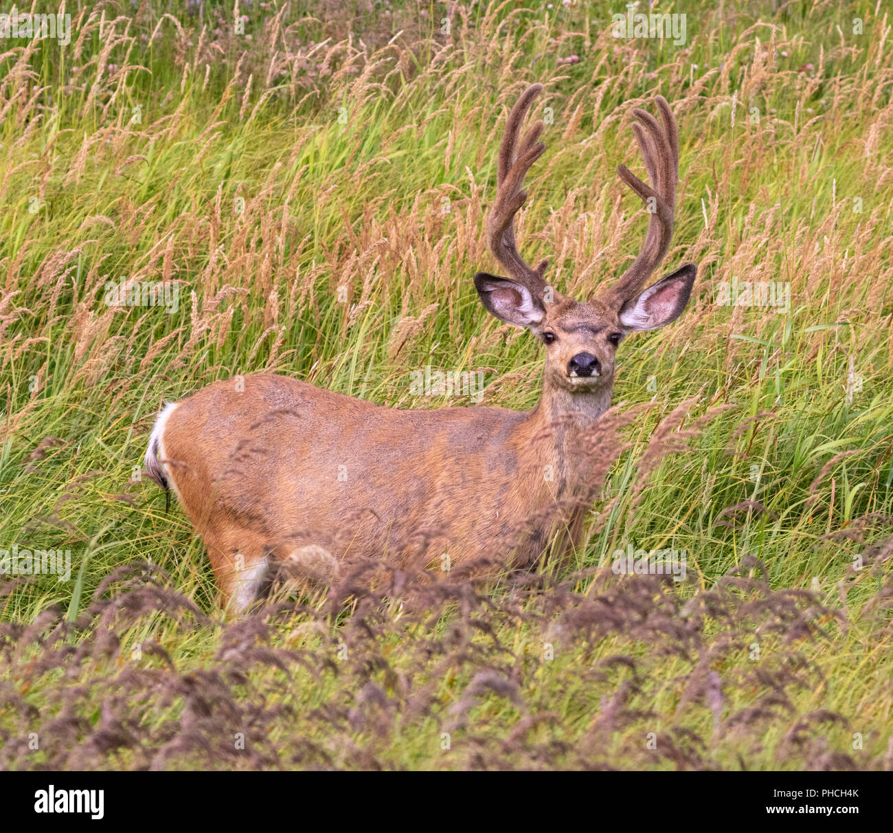 Mule deer (Odocoileus hemionus) male grazing in high grass, Yellowstone National Park, Wyoming, USA Stock Photo