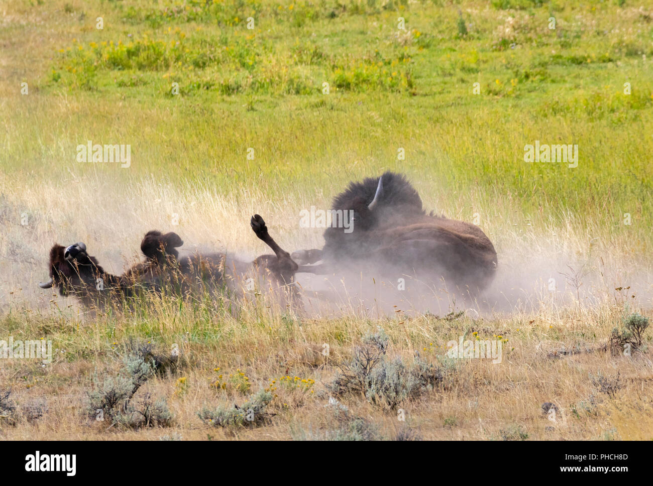 American bison (Bison bison) rolls in a wallow taking a dust bath, Yellowstone National park, Wyoming, USA. Stock Photo