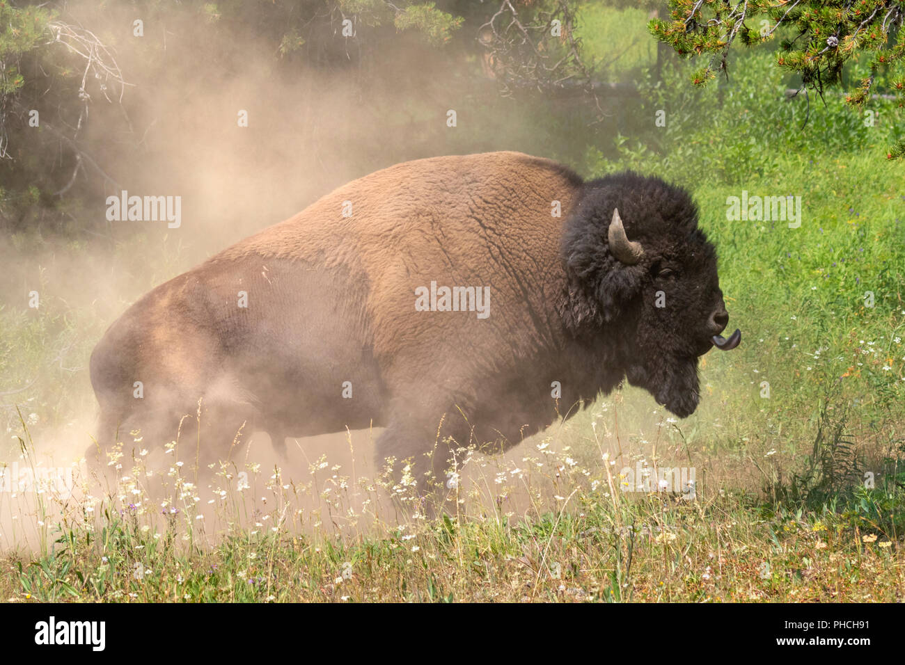 American bison (Bison bison) male bathing in dust, Yellowstone National park, Wyoming, USA Stock Photo