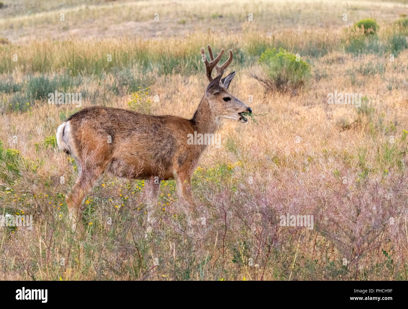 Mule deer (Odocoileus hemionus) male grazing in highland prairie, Yellowstone National Park, Wyoming, USA Stock Photo