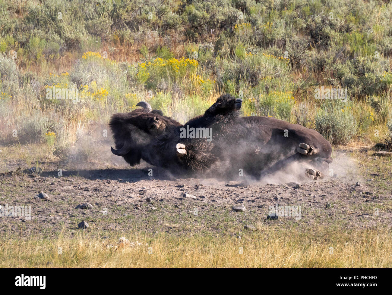 American bison (Bison bison) male rolls in a wallow taking a dust bath, Yellowstone National park, Wyoming, USA. Stock Photo