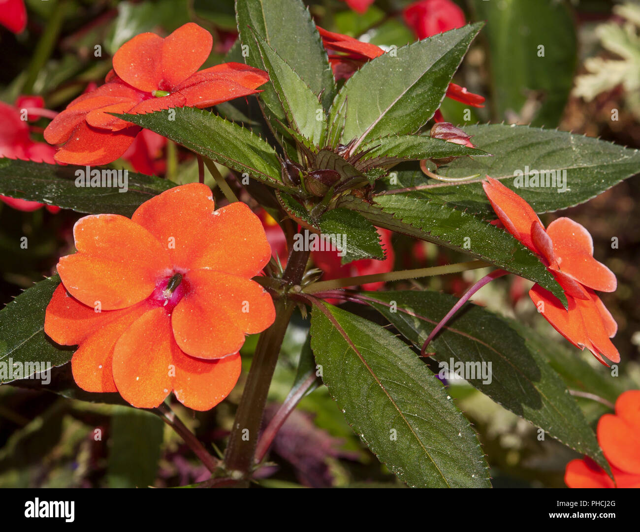 Busy lizzie (impatiens walleriana) hires stock photography and images