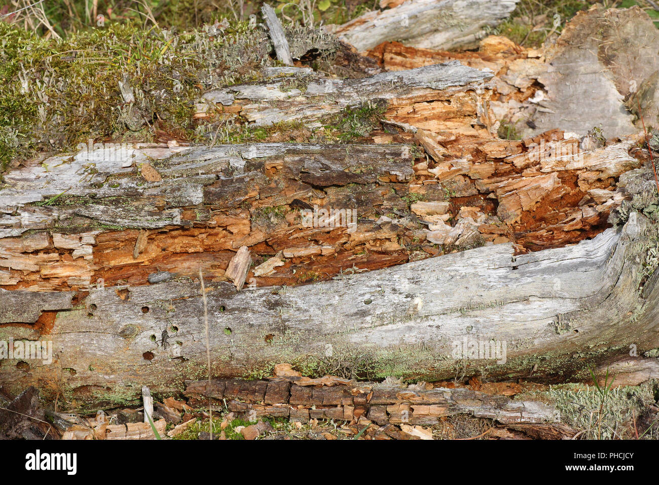 Wood rotten mushroom hi-res stock photography and images - Alamy