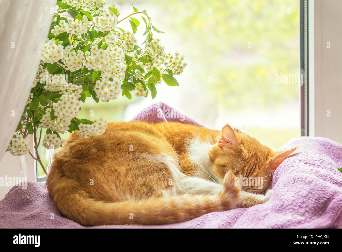 Red-and-white cat is sleeping on the windowsill. Stock Photo