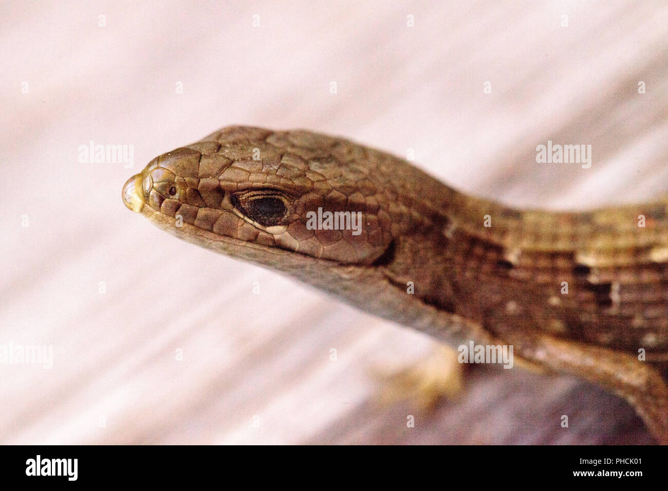 Southern Alligator lizard Elgaria multicarinata Stock Photo