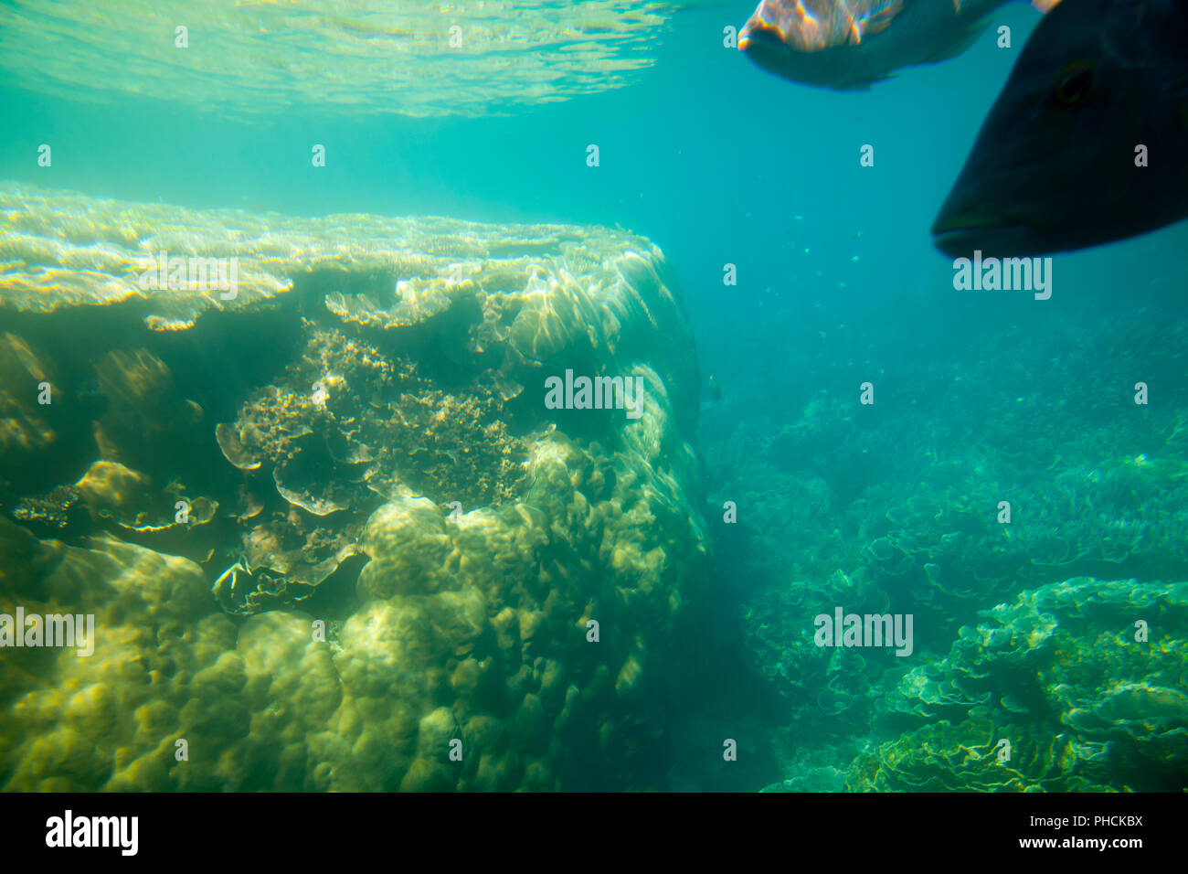 "Ayers Rock" Brain Coral Ningaloo Reef Australia Stock Photo Alamy