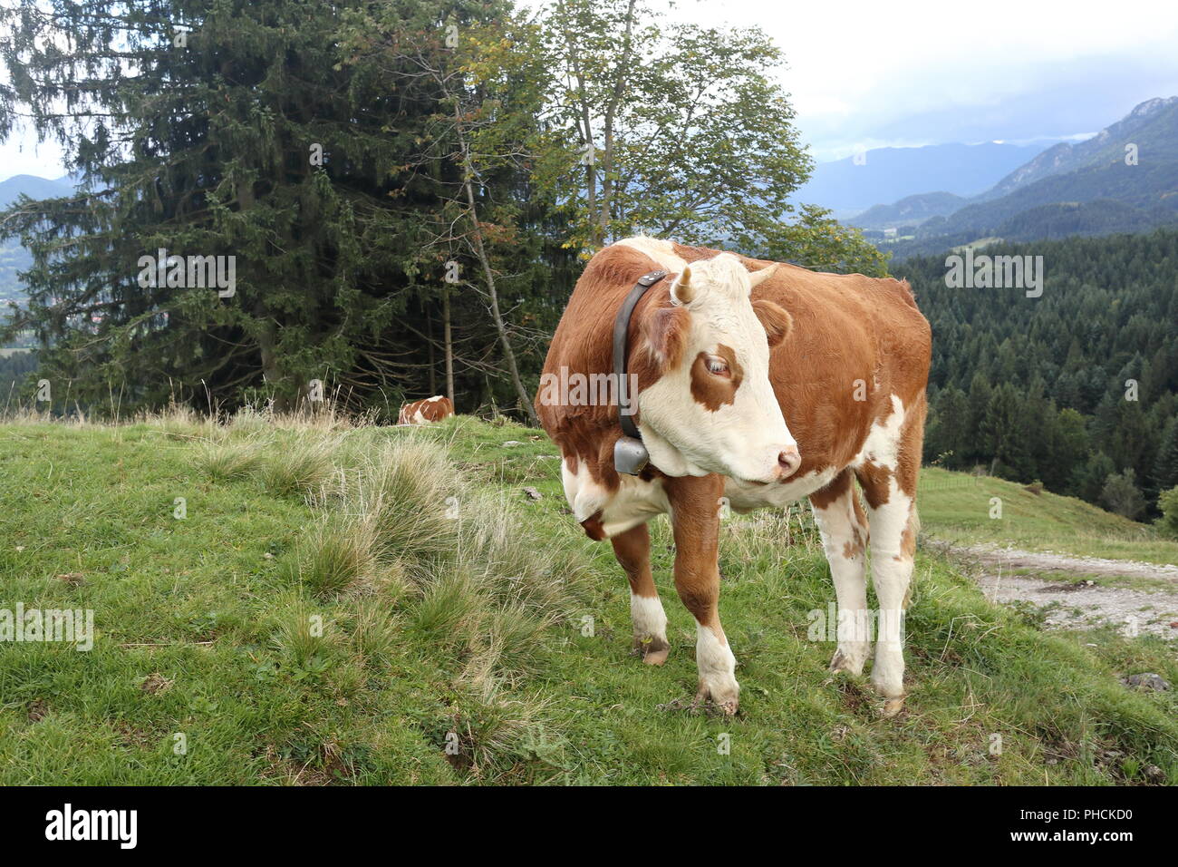 brown cow on a field Stock Photo - Alamy