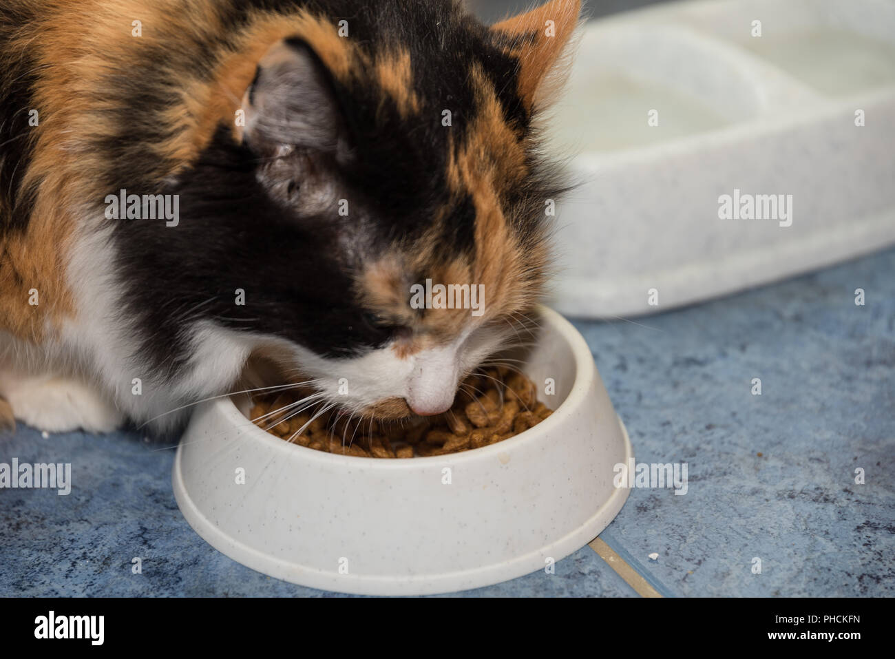 schöne dreifarbige Katze frisst - Nahaufnahme Stock Photo