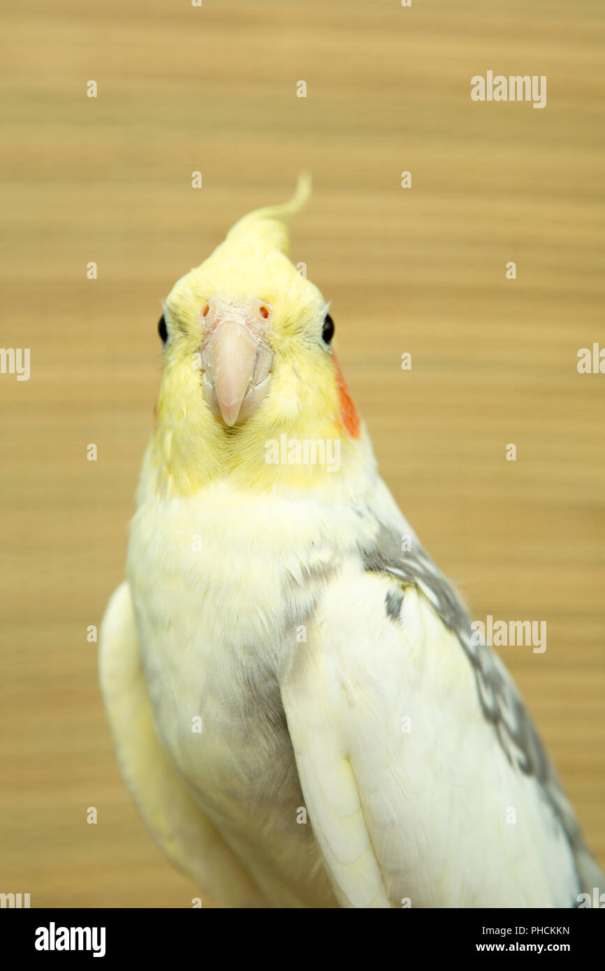 corella parrot with red cheeks and long feathers Stock Photo