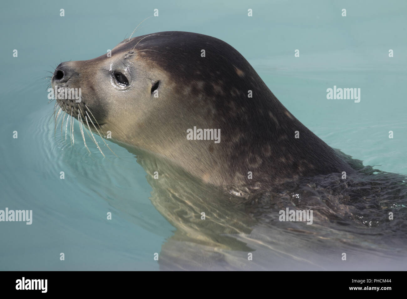 Howler head hi-res stock photography and images - Alamy