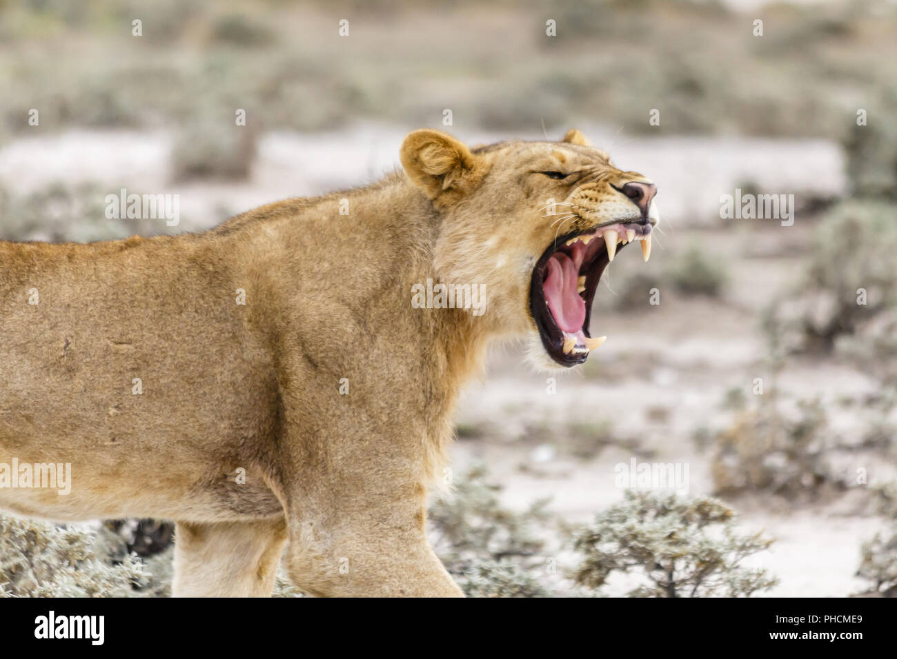 threaten lion Stock Photo