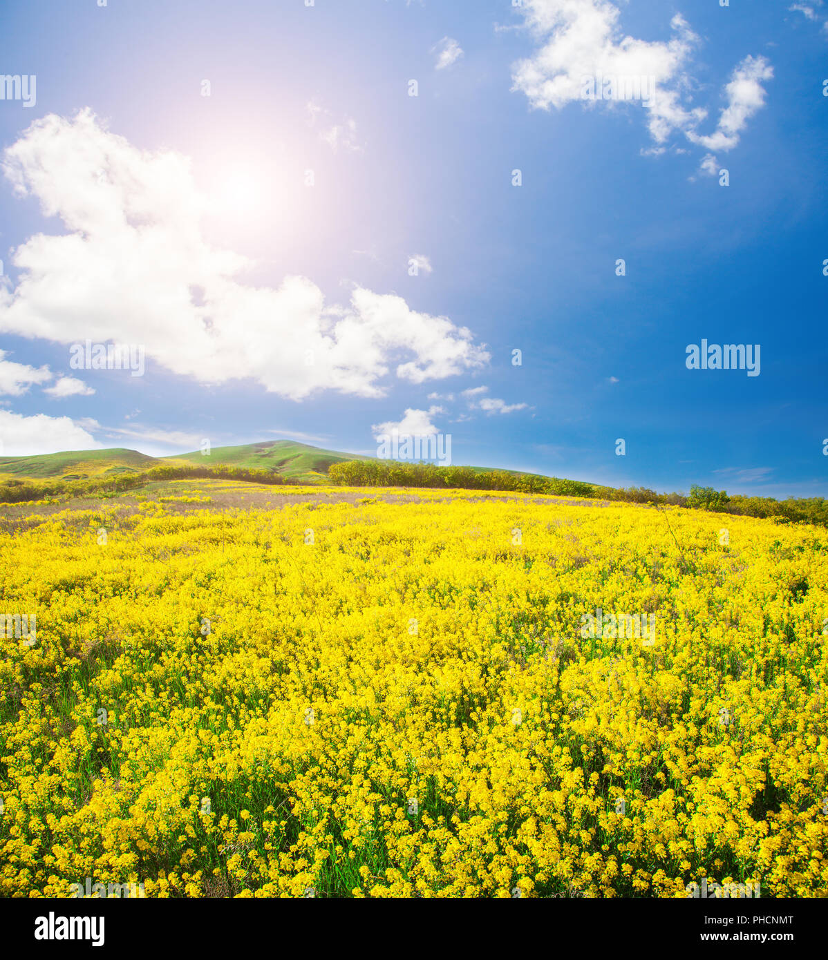 Yellow flowers field under blue cloudy sky Stock Photo