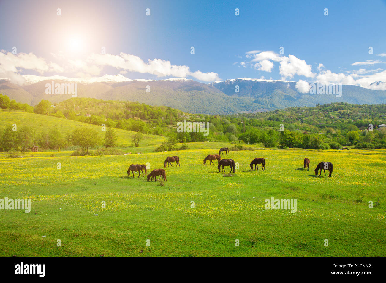 horses on green meadow Stock Photo