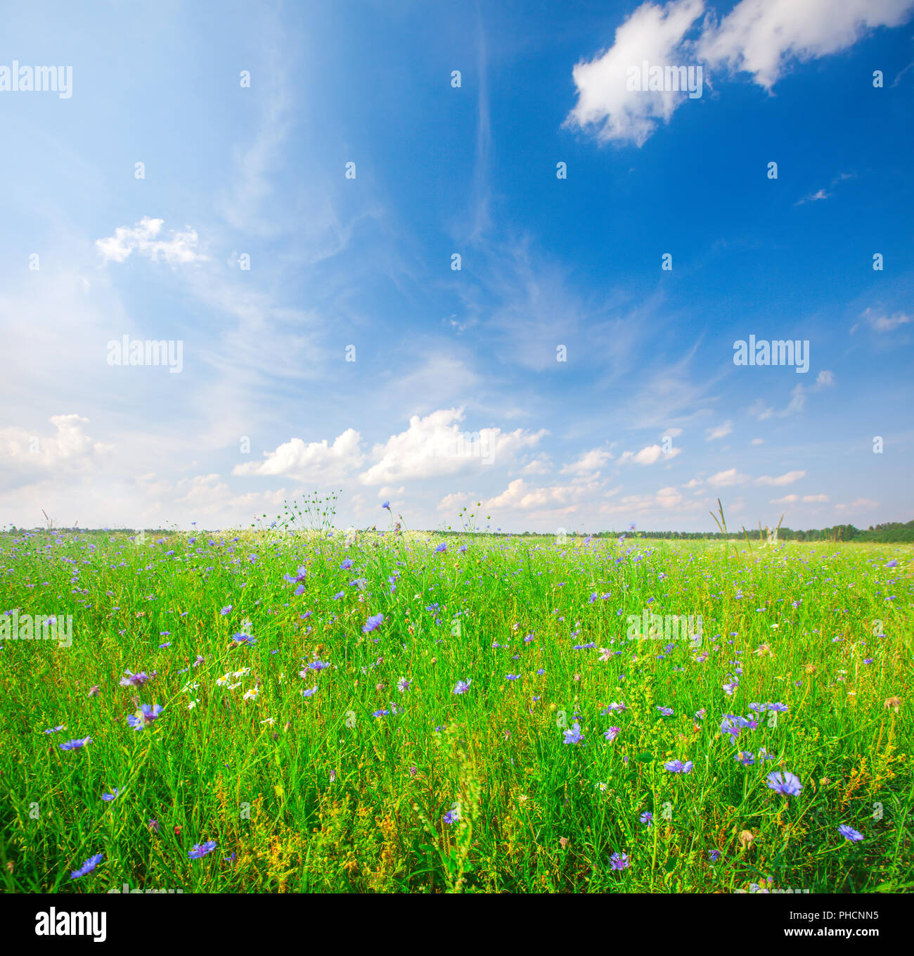 Green field under blue cloudy sky Stock Photo - Alamy