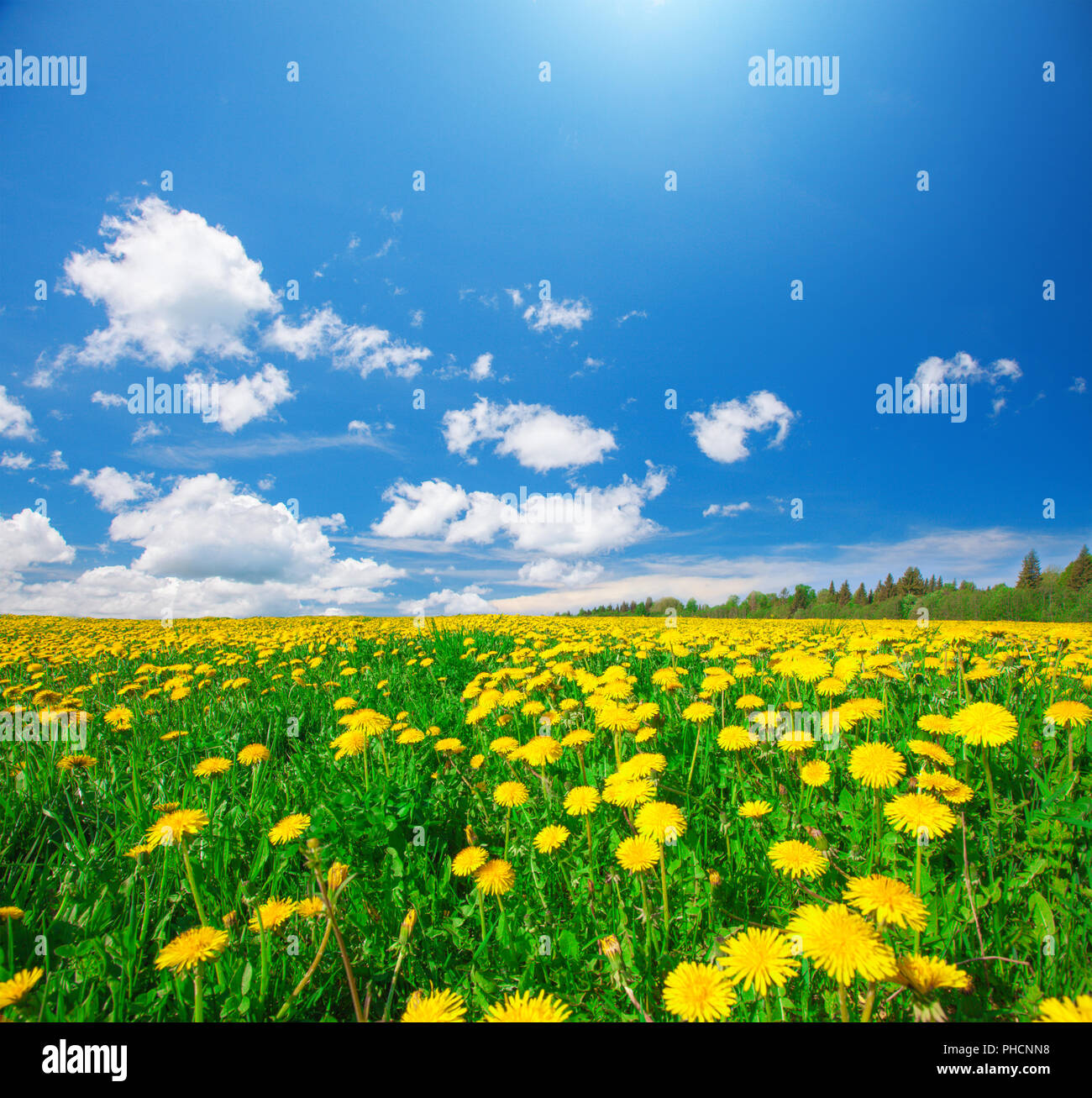 Yellow flowers field under blue cloudy sky Stock Photo