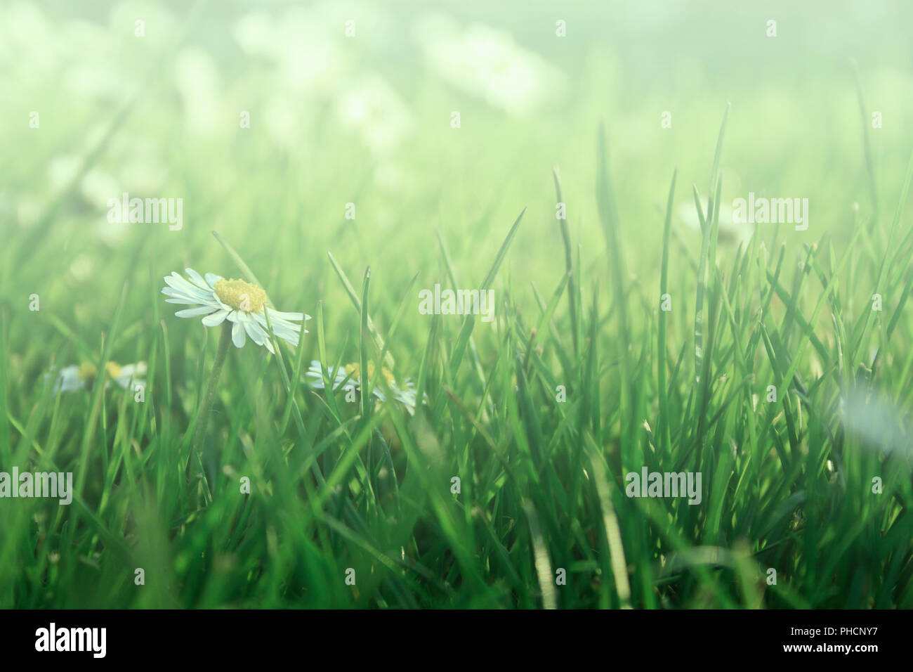 daisies in grass Stock Photo