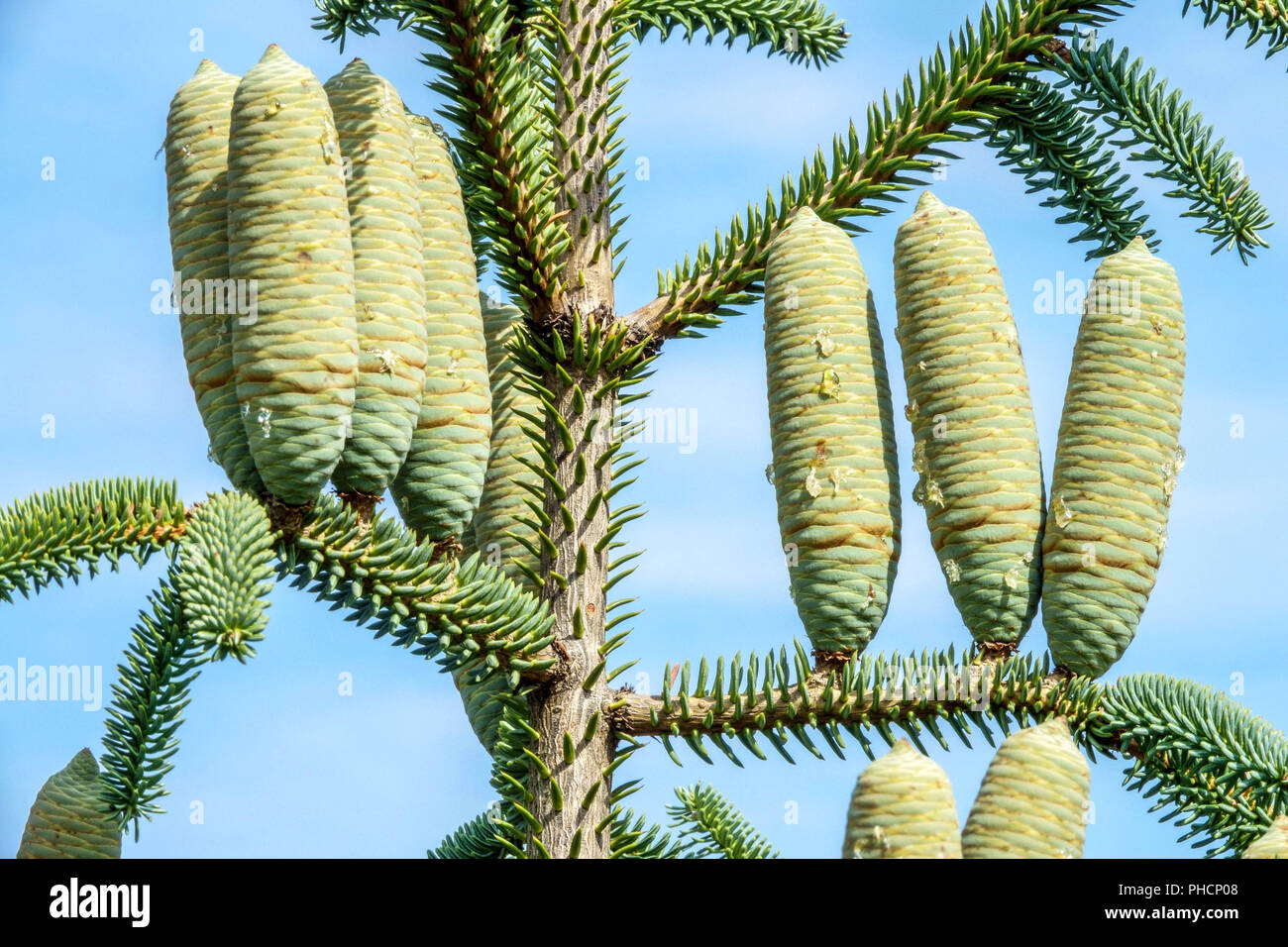 Spanish fir Abies pinsapo cones Stock Photo