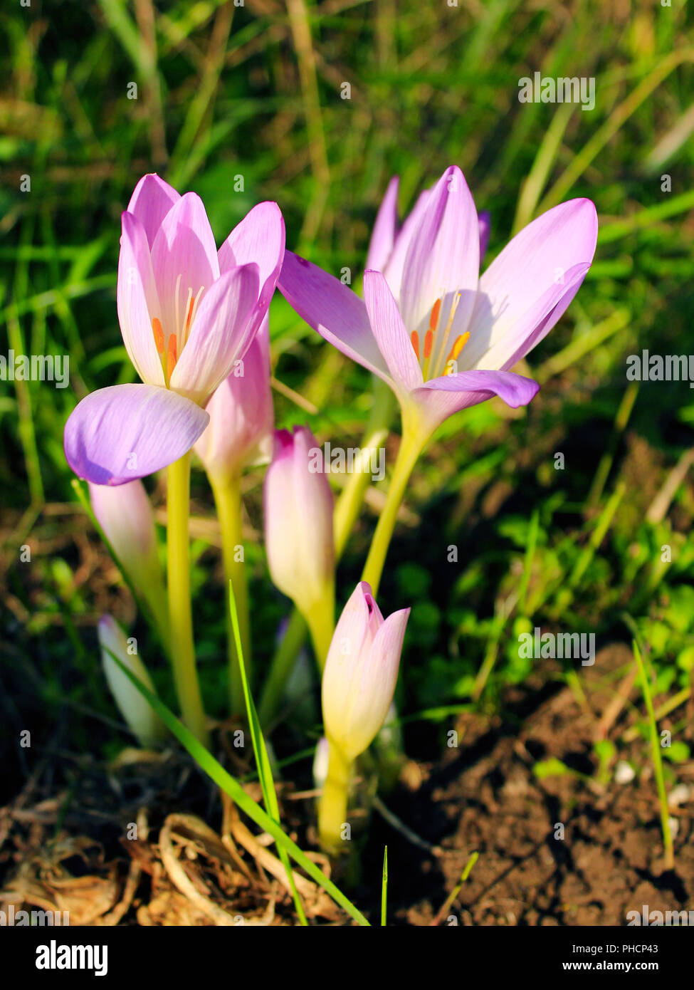pink flowers of Colchicum autumnale blossoming in September Stock Photo