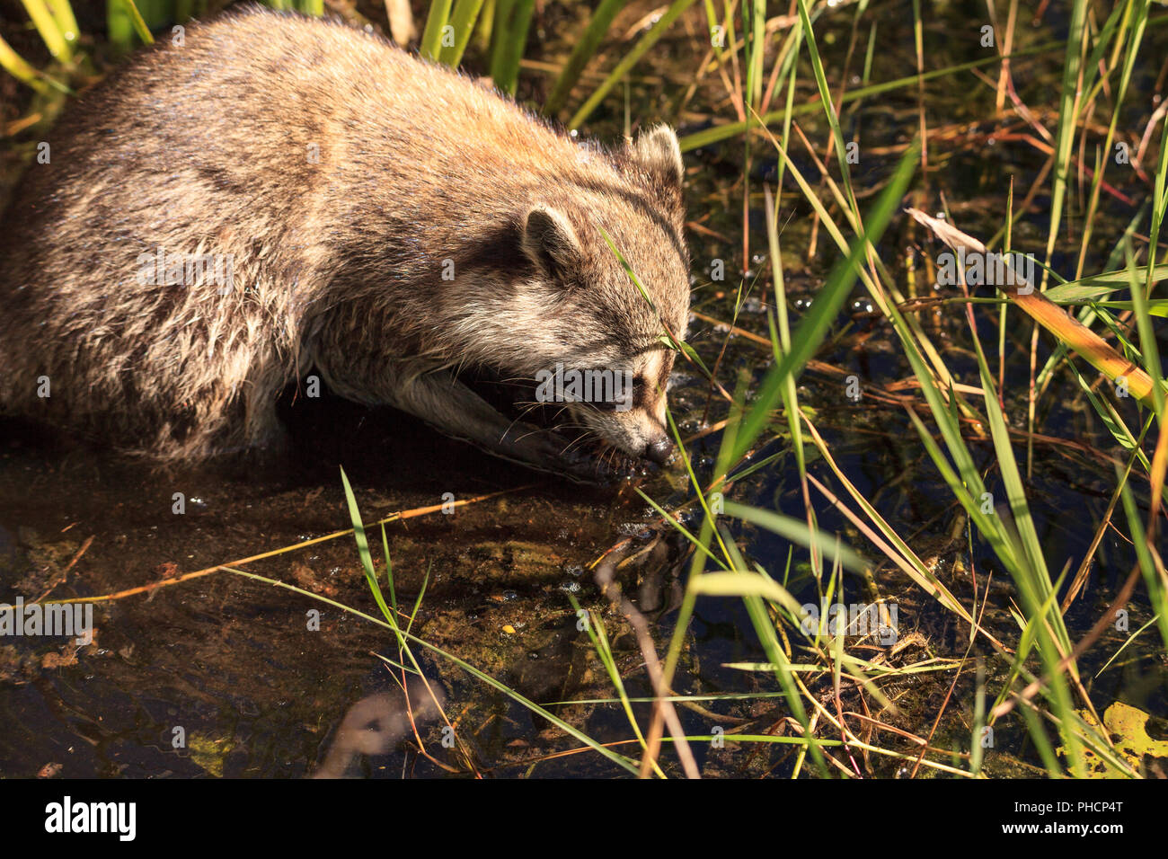 Raccoon Procyon lotor forages for food Stock Photo