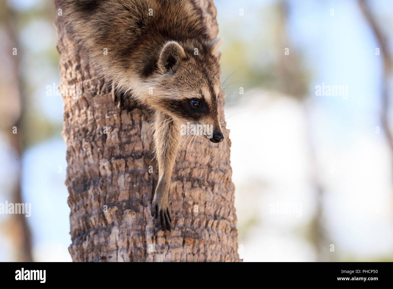 Raccoon Procyon lotor forages for food Stock Photo